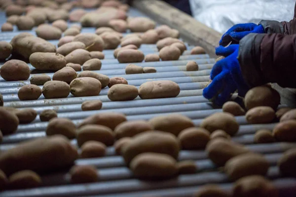 컨베이어 벨트 기계에서 감자를 분류하는 직원. 의 손 — 스톡 사진