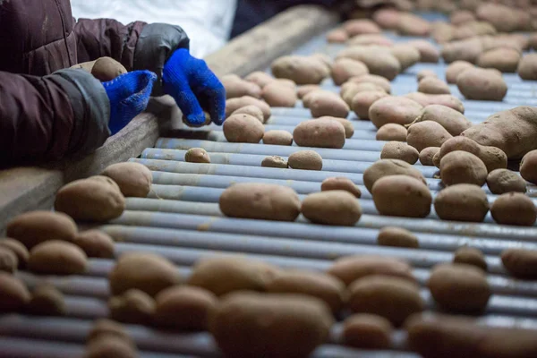 Werknemers die aardappelen sorteren op een transportband machine. Handen van — Stockfoto