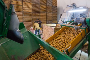 Patates deposu. Ekinler deposu. Packagin üzerinde çalışan çalışanlar