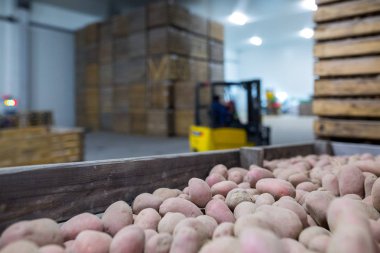 Patates deposu. Ekinler deposu. Kuru serin depolama. Yığılmış woo