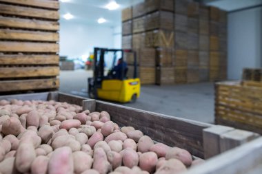 Patates deposu. Ekinler deposu. Kuru serin depolama. Yığılmış woo