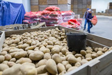 Patates deposu. Ekinler deposu. Kuru serin depolama. Seçilen ro