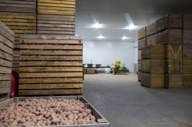 Patates deposu. Ekinler deposu. Kuru serin depolama. Yığılmış woo