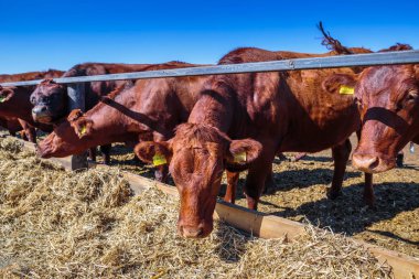 boynuzsuz süt lerinin cinsinin çiftliğinde silo yemleri yeme