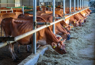 Jersey süt ırkı cowshed çiftlik som saman yem yeme