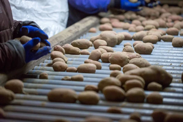 컨베이어 벨트 기계에서 감자를 분류하는 직원. 의 손 — 스톡 사진