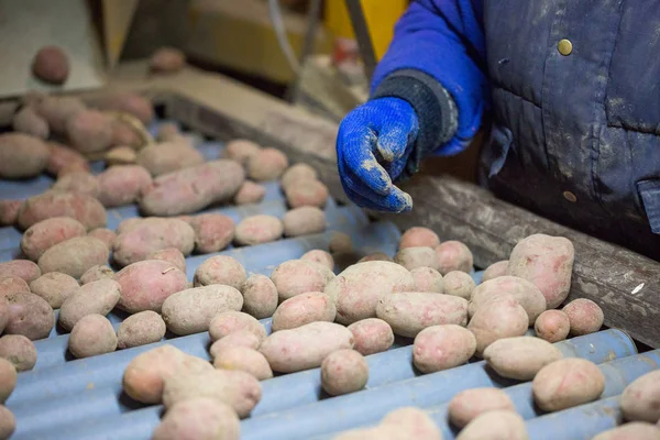 Les employés trient les pommes de terre sur une machine à bande transporteuse. Les mains de — Photo