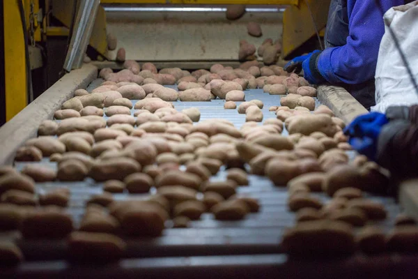 Werknemers die aardappelen sorteren op een transportband machine. Handen van — Stockfoto