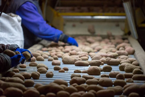 Werknemers die aardappelen sorteren op een transportband machine. Handen van — Stockfoto