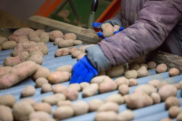 员工在传送带机上对土豆进行分类。手的 — 图库照片