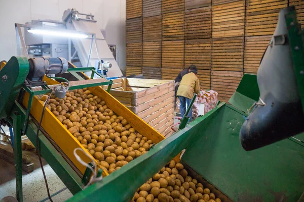 Almacenamiento de patatas. Almacén de cultivos. Empleados que trabajan en packagin — Foto de Stock