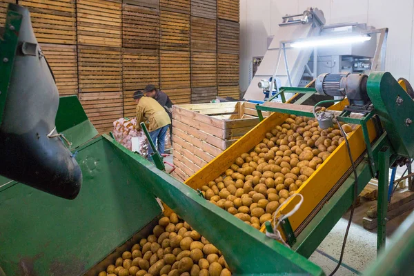 Αποθήκευση πατάτας. Αποθήκη καλλιεργειών. Οι εργαζόμενοι που εργάζονται σε συσκευασίες — Φωτογραφία Αρχείου
