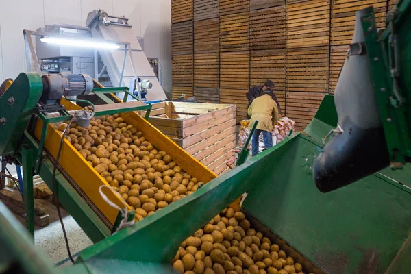 Aardappelen opslag. Oogst magazijn. Werknemers die werken aan packagin — Stockfoto