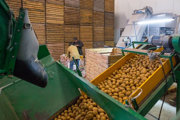 Αποθήκευση πατάτας. Αποθήκη καλλιεργειών. Οι εργαζόμενοι που εργάζονται σε συσκευασίες — Φωτογραφία Αρχείου