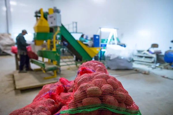 Almacenamiento de patatas. Almacén de cultivos. Empleados que trabajan en packagin — Foto de Stock