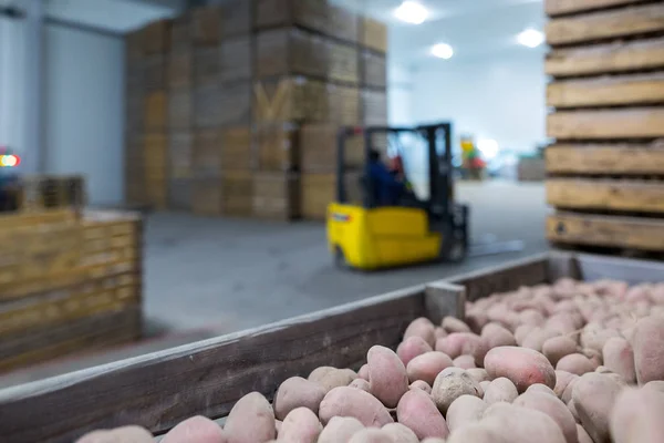 Potatoes storage. Crops warehouse. Dry cool storage. Stacked woo — Stock Photo, Image