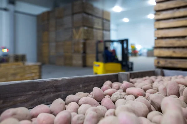 Potatoes storage. Crops warehouse. Dry cool storage. Stacked woo