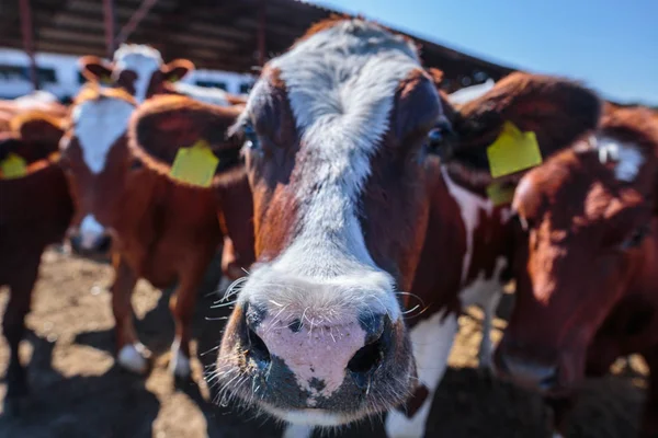 Breed of hornless dairy cows eating silos fodder in cowshed farm — Stock Photo, Image