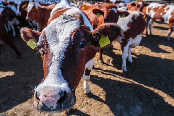 Breed of hornless dairy cows eating silos fodder in cowshed farm — Stock Photo, Image