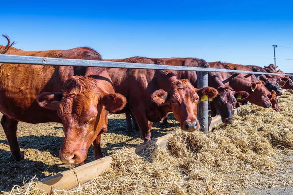 Raza de vacas lecheras sin cuernos que comen silos forraje en granja de establos — Foto de Stock