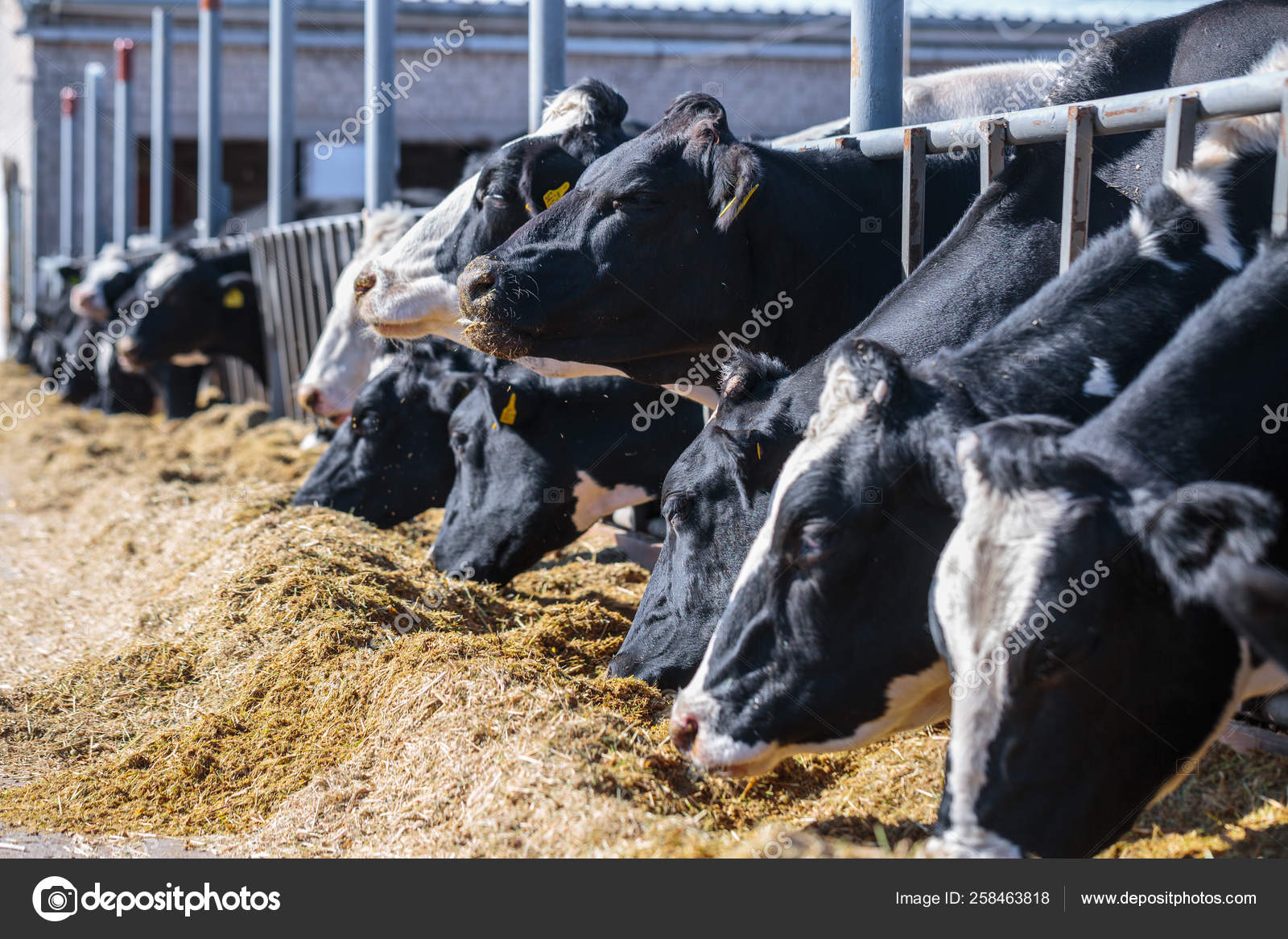 Breed of hornless dairy cows eating silos fodder in cowshed farm Stock  Photo by ©Sodel_Vladyslav 258463818