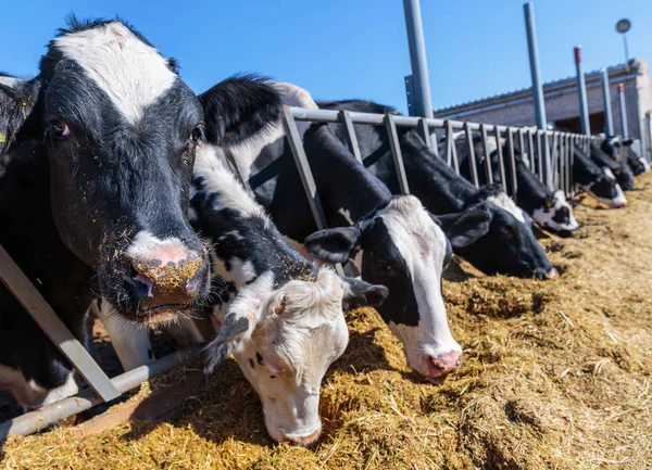 枪口动物特写，品种的无角奶牛吃筒仓 — 图库照片
