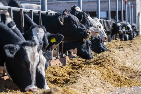 Raza de vacas lecheras sin cuernos que comen silos forraje en granja de establos —  Fotos de Stock