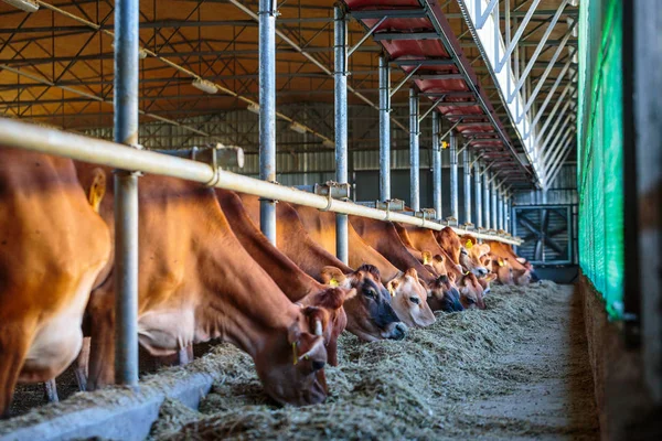 Cows dairy breed of Jersey eating hay fodder in cowshed farm som — Stock Photo, Image