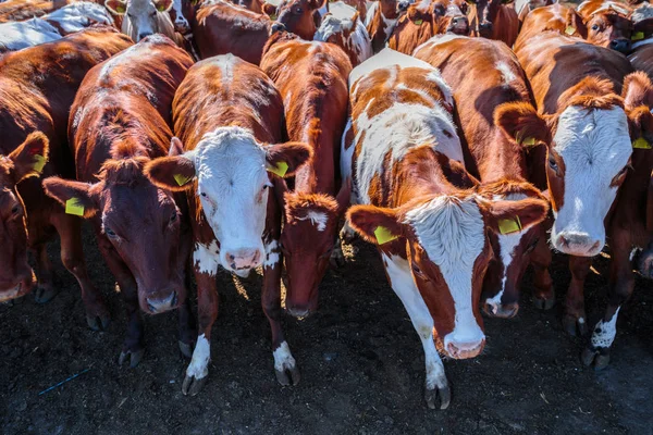 RAS van Hornless melkkoeien in Cowshed Farm ergens in centra — Stockfoto