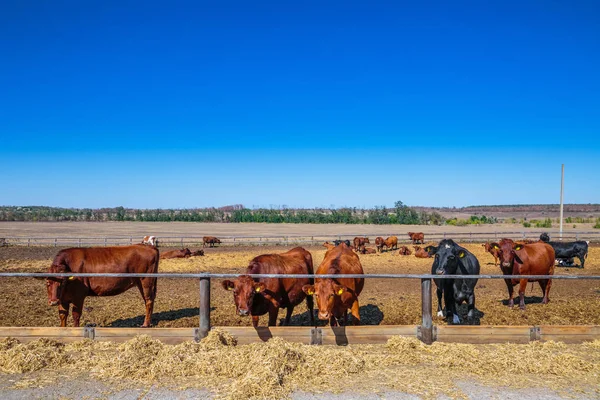Порода безруких молочних корів, що їдять корма силосу в коров'ячій фермі — стокове фото