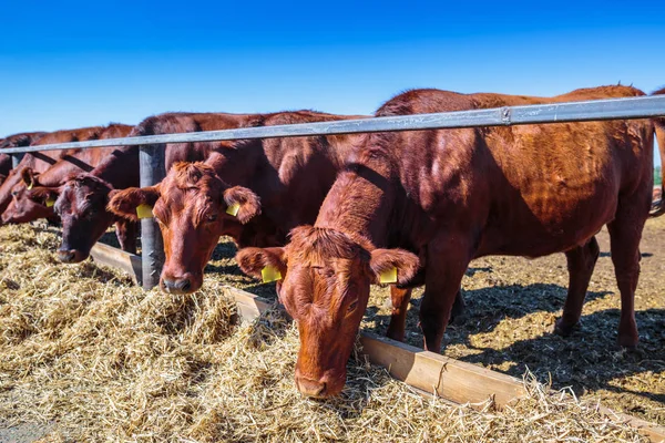 Raza de vacas lecheras sin cuernos que comen silos forraje en granja de establos — Foto de Stock