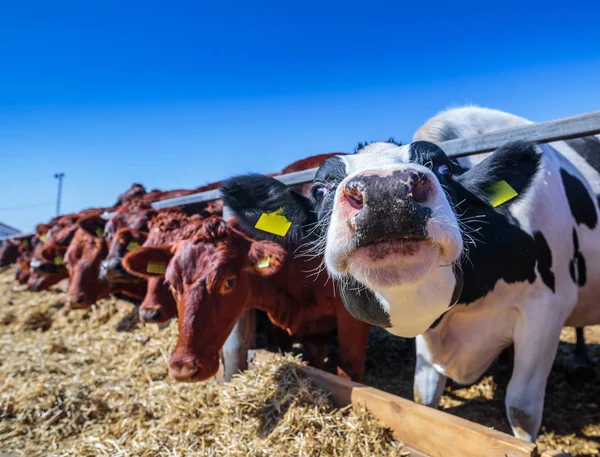 品种无角奶牛吃筒仓饲料在牛棚农场 — 图库照片