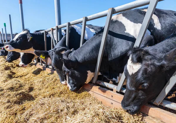 RAS van Hornless melkkoeien eten silo's veevoer in Cowshed Farm — Stockfoto