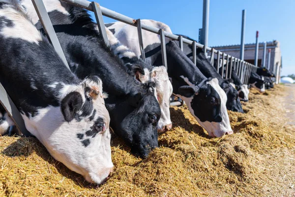 Raça de vacas leiteiras sem chifres comendo forragens de silos na fazenda de vaqueiros — Fotografia de Stock
