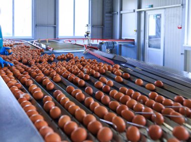 Fabrika Tavuk yumurta üretimi. İşçiler tavuk yumurtalarını con'da sıralarlar