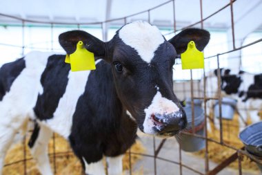 Bireysel muhafaza sevimli küçük buzağı. Bir çiftlikte kreş.