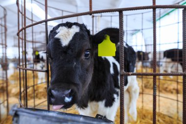 Bireysel muhafaza sevimli küçük buzağı. Bir çiftlikte kreş.