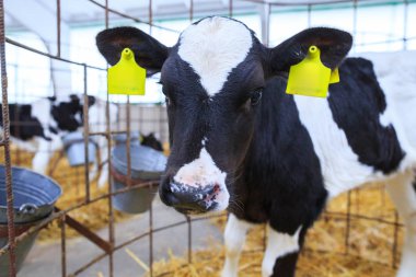 Bireysel muhafaza sevimli küçük buzağı. Bir çiftlikte kreş.