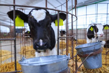 Bireysel muhafaza sevimli küçük buzağı. Bir çiftlikte kreş.