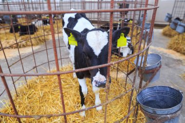 Bireysel muhafaza sevimli küçük buzağı. Bir çiftlikte kreş.