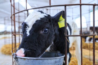 Bireysel muhafaza sevimli küçük buzağı. Bir çiftlikte kreş.