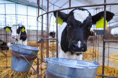 Bireysel muhafaza sevimli küçük buzağı. Bir çiftlikte kreş.