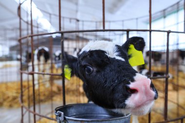 Bireysel muhafaza sevimli küçük buzağı. Bir çiftlikte kreş.