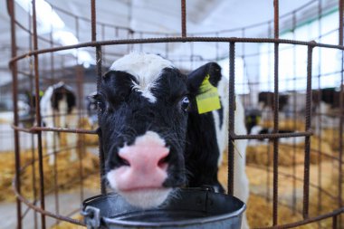 Bireysel muhafaza sevimli küçük buzağı. Bir çiftlikte kreş.