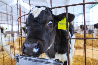 Bireysel muhafaza sevimli küçük buzağı. Bir çiftlikte kreş.