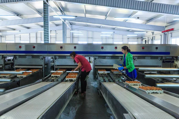 공장 치킨 계란 생산. 노동자 는 tr에서 준비 된 계란을 접어 — 스톡 사진
