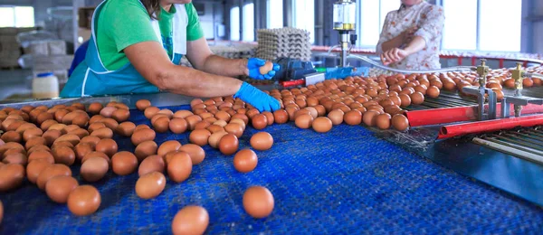 Fabrika Tavuk yumurta üretimi. İşçiler tavuk yumurtalarını con'da sıralarlar — Stok fotoğraf