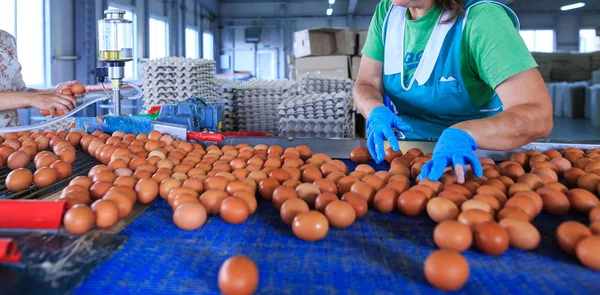 Production d'oeufs de poulet en usine. Les travailleurs trient les œufs de poulet sur con — Photo