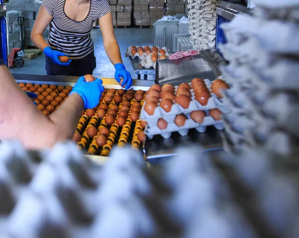 Productie van kippeneieren in de fabriek. Werknemers vouwen bereide eieren in tr — Stockfoto