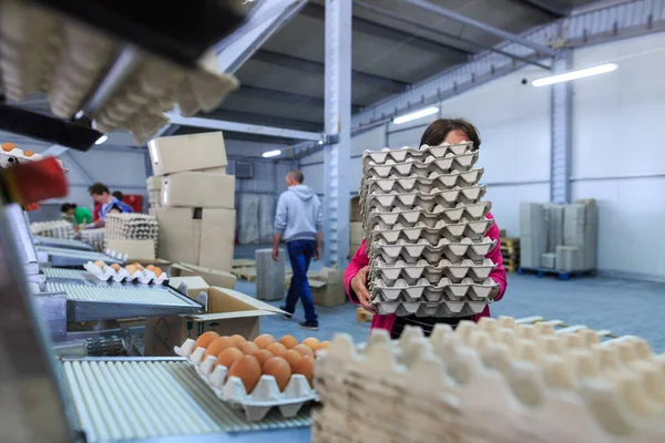 Factory Chicken Egg Production. Workers fold prepared eggs in tr